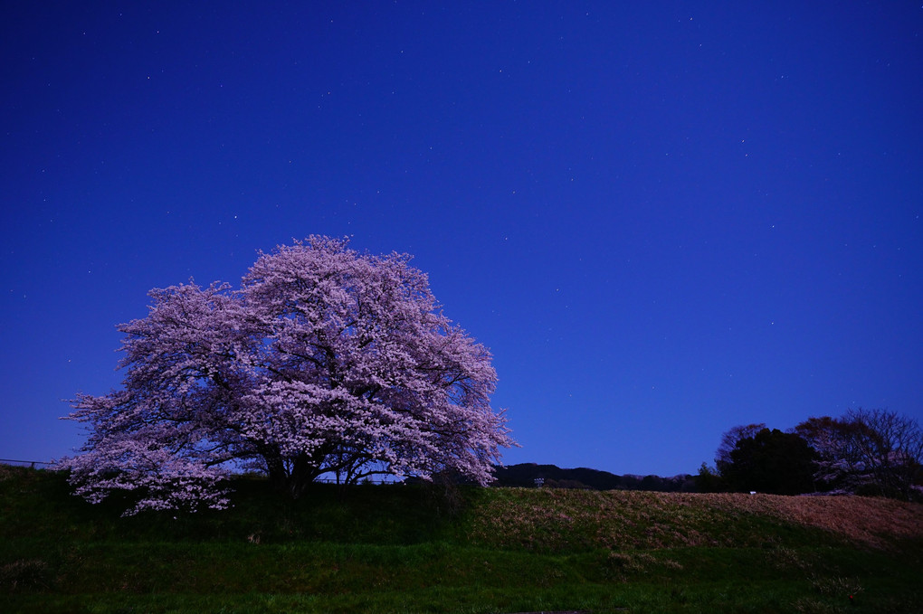 奈良　幾坂池の桜
