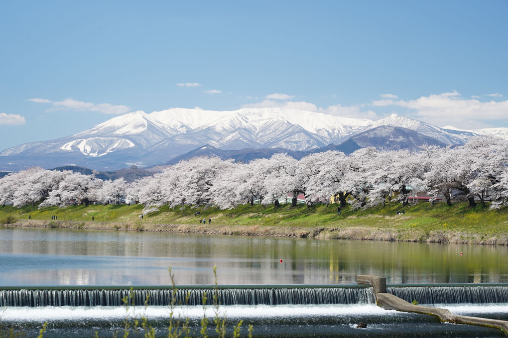 ””　東北に　春が来た！！　””