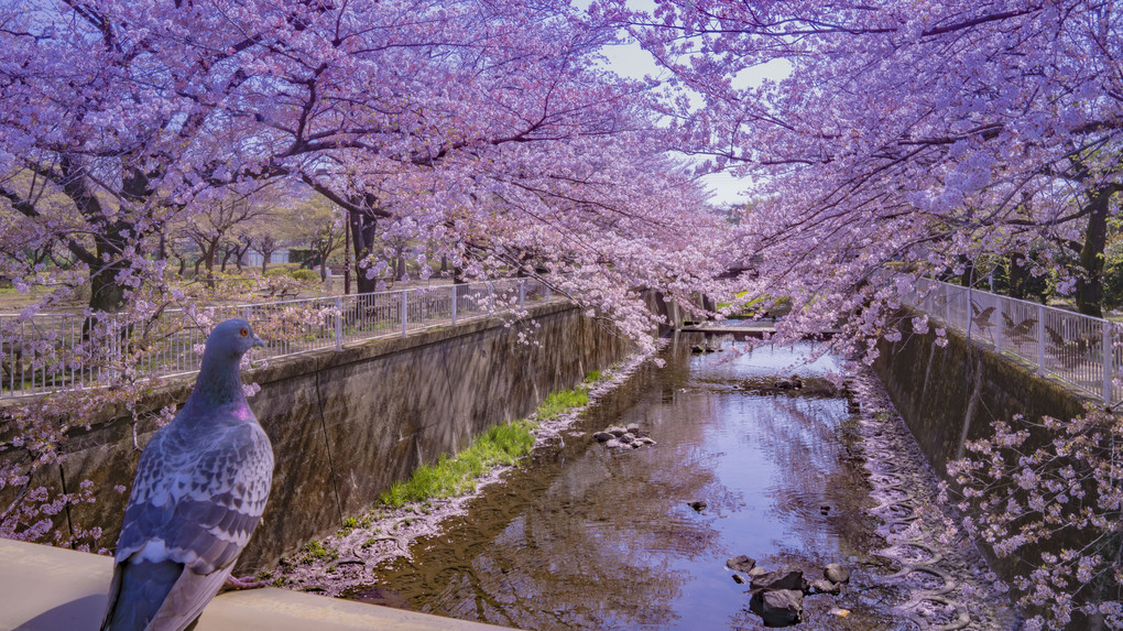 仙川公園