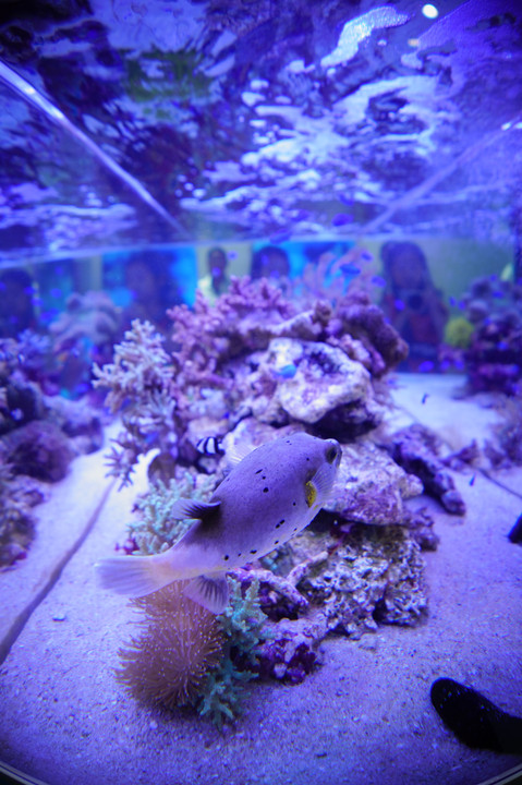 Sony Aquarium 2019 