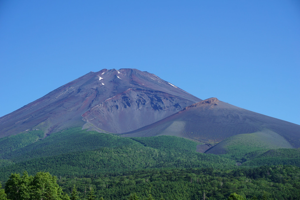 富士山五合目　ルリビタキ