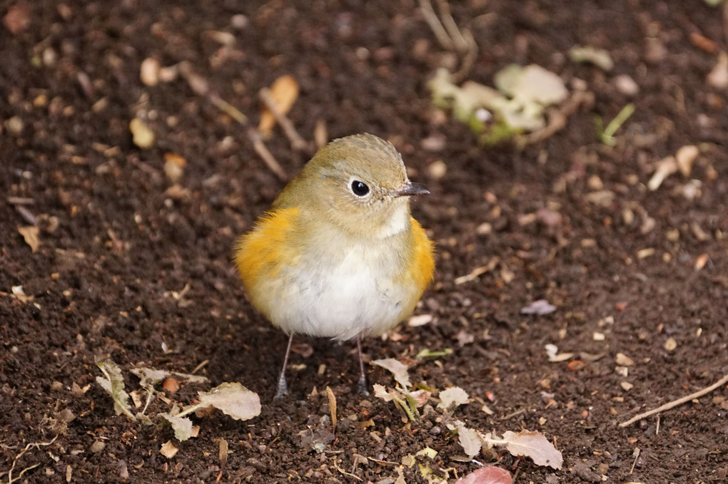 近くの公園　ルリビタキ　雌