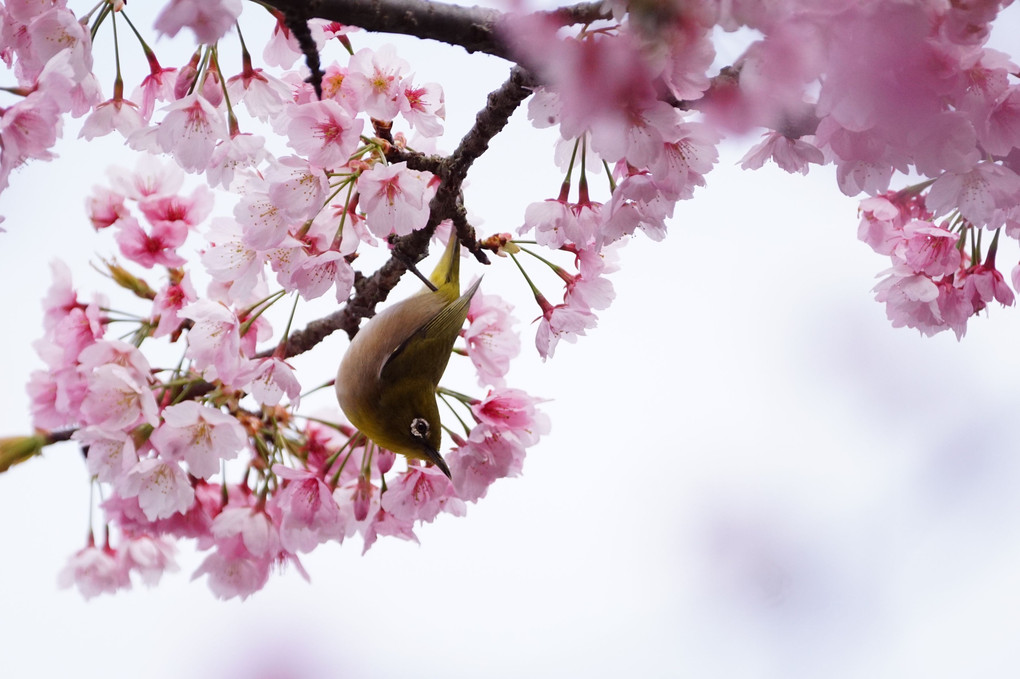 近くの公園　熱海寒桜とメジロ