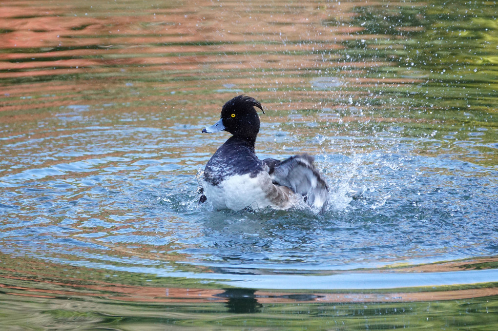 近くの公園　#キンクロハジロ#