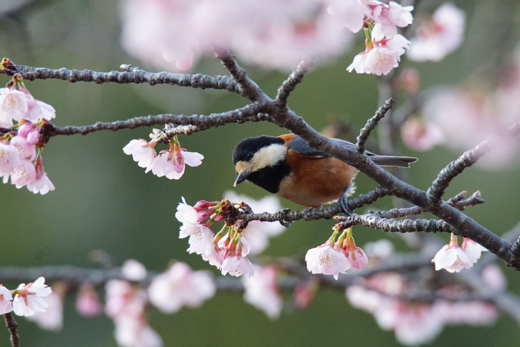 熱海寒桜と小鳥たち