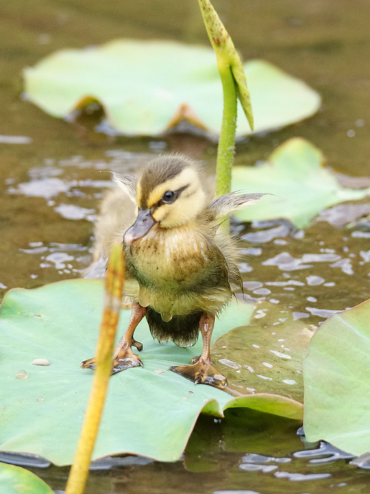 近くの公園　カルガモ