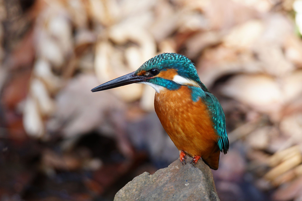 小川のカワセミ