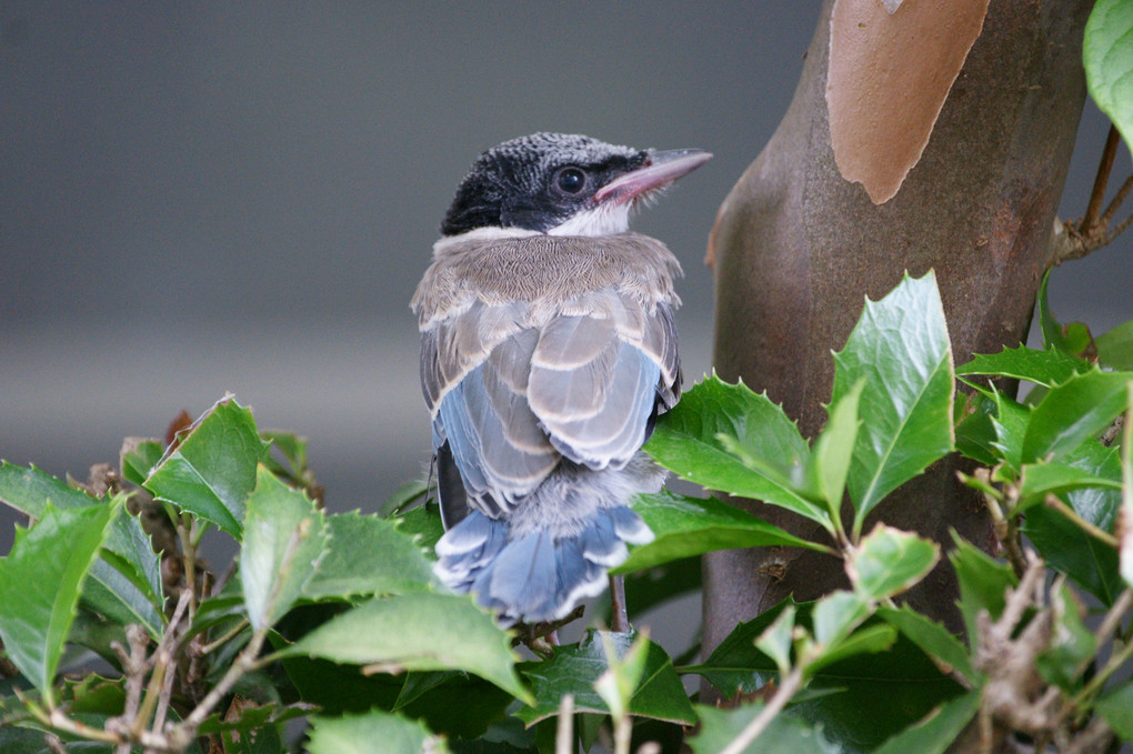 迷い込んできたオナガの雛 おさむさん Acafe Aの写真投稿サイト ソニー 迷い込んできたオナガの雛 おさむさん Acafe Aの写真投稿サイト ソニー