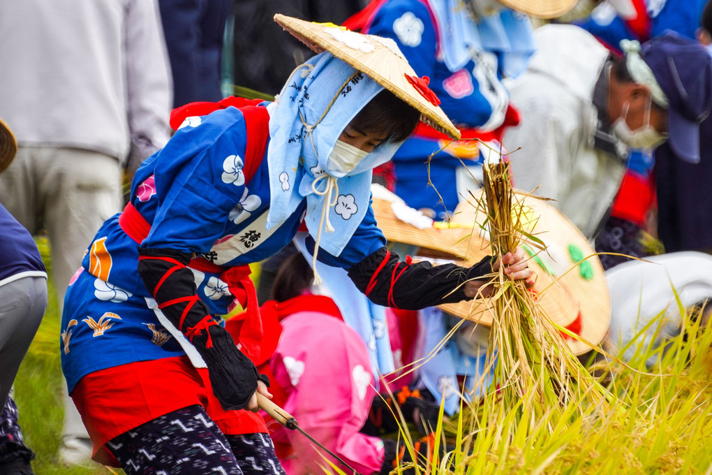 稲刈り祭