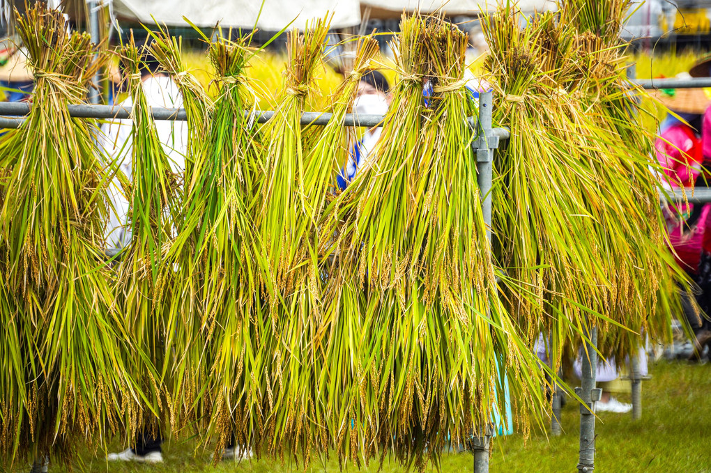 稲刈り祭