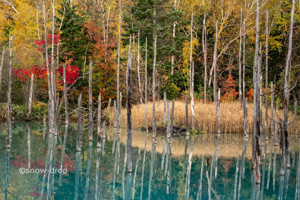 秋の彩りのあおい池