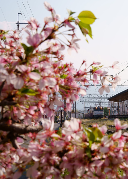 散り始めた桜と貨物列車