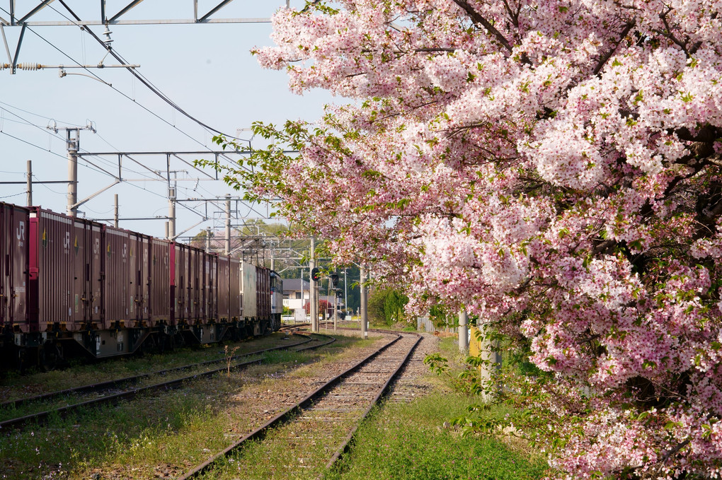 散り始めた桜と貨物列車