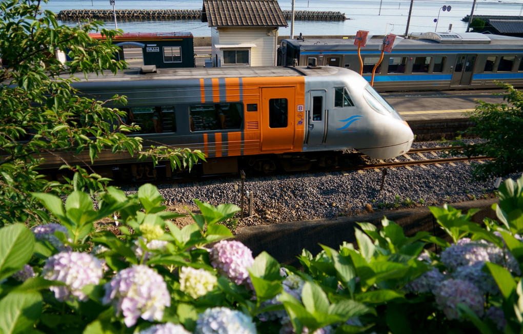 列車交換と紫陽花