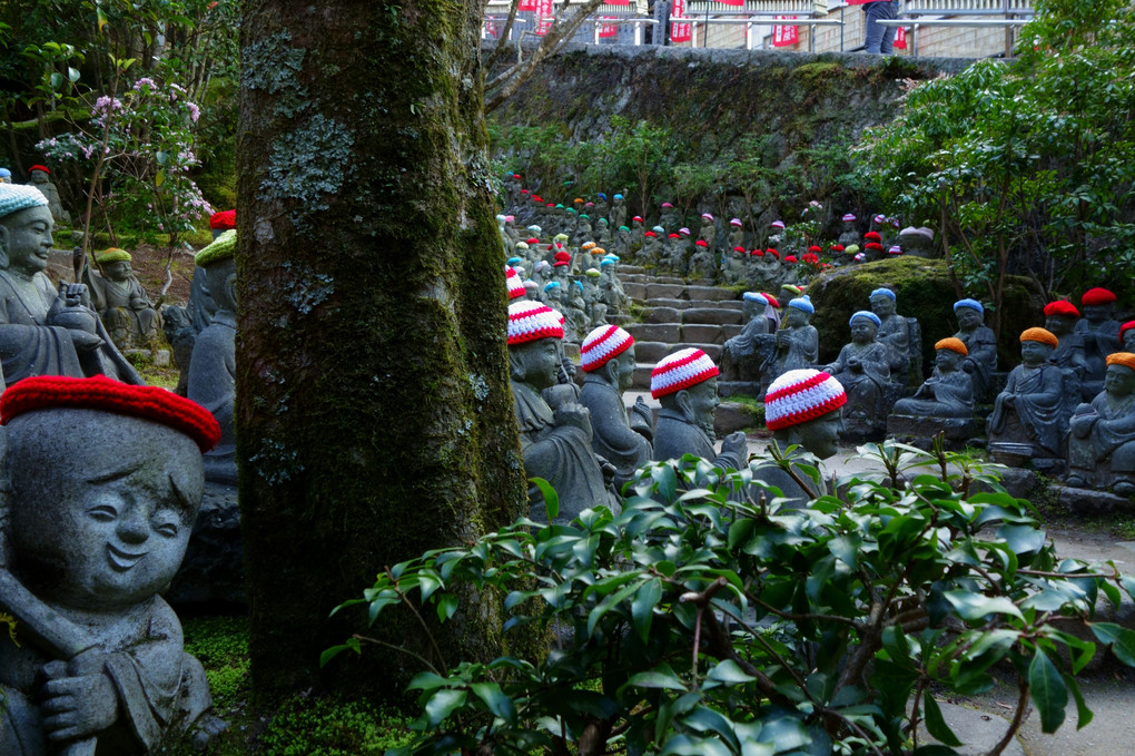 ここにも春？ 宮島