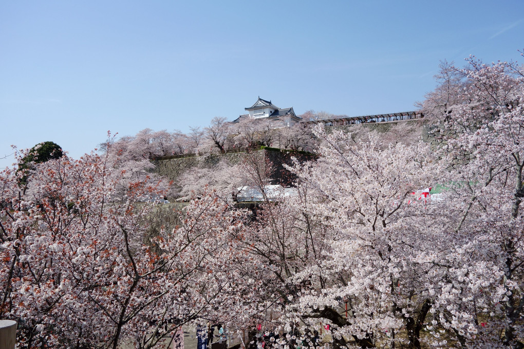 鶴山公園（津山城）