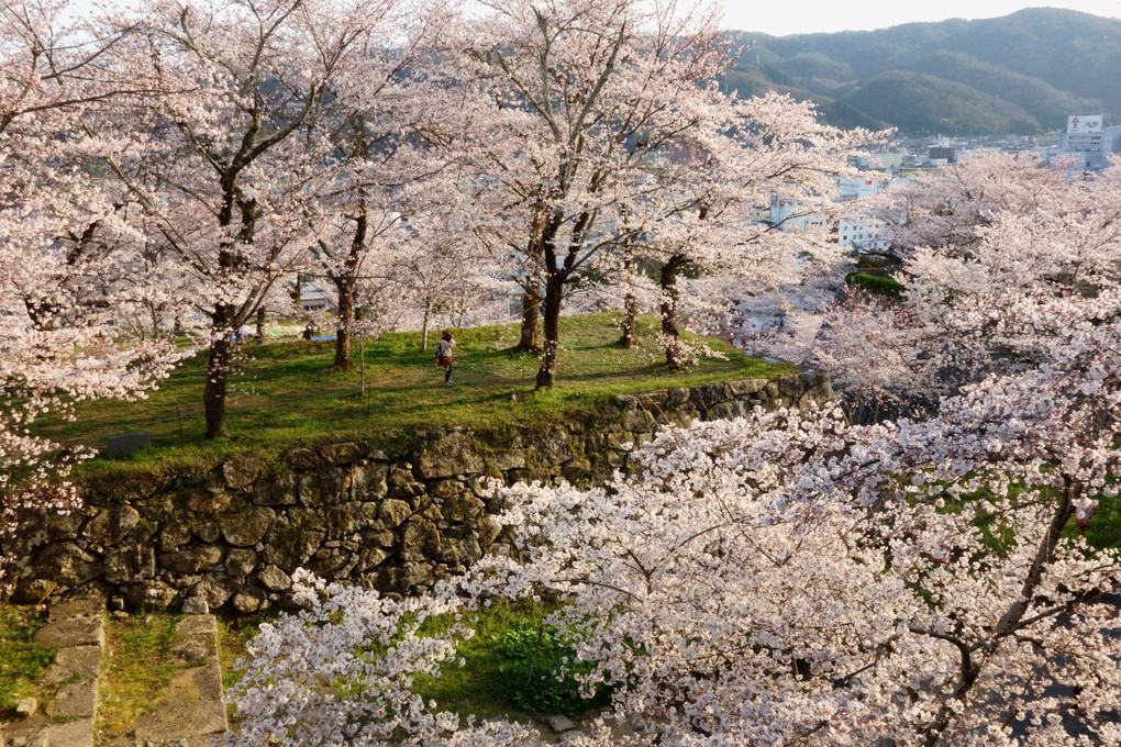 鶴山公園（津山城）