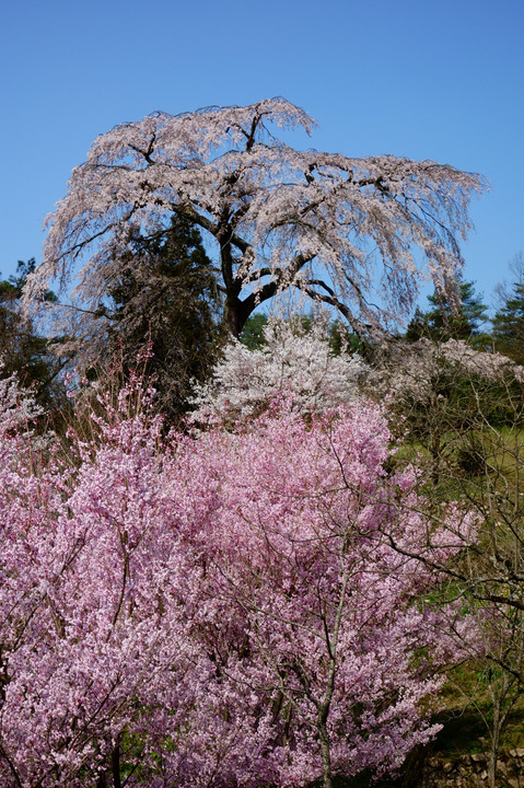 与一野の枝垂れ桜