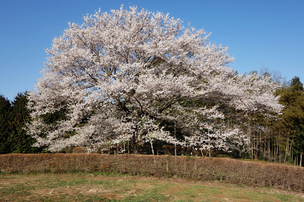 わたしも醍醐桜