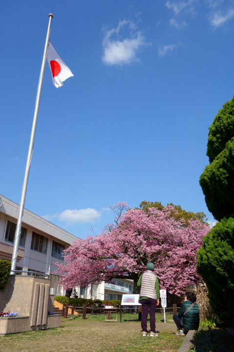 蓬莱桜～防府市向島小学校