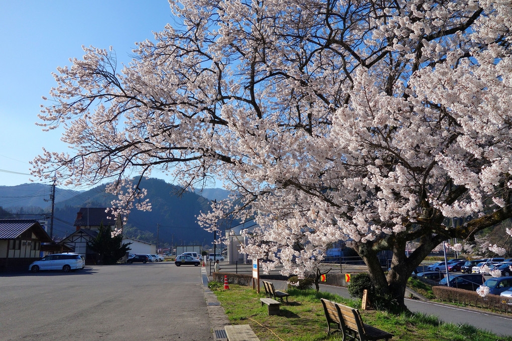 JR戸河内駅跡のエドヒガン桜