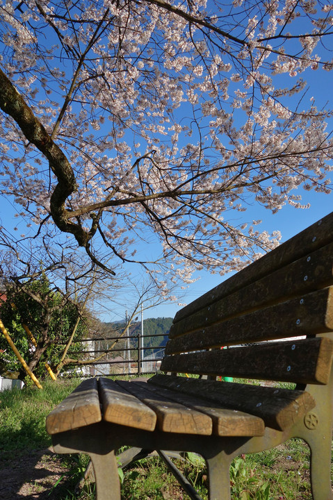 JR戸河内駅跡のエドヒガン桜