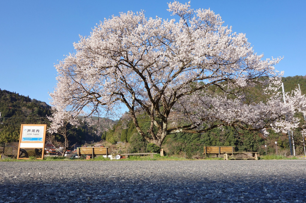 JR戸河内駅跡のエドヒガン桜