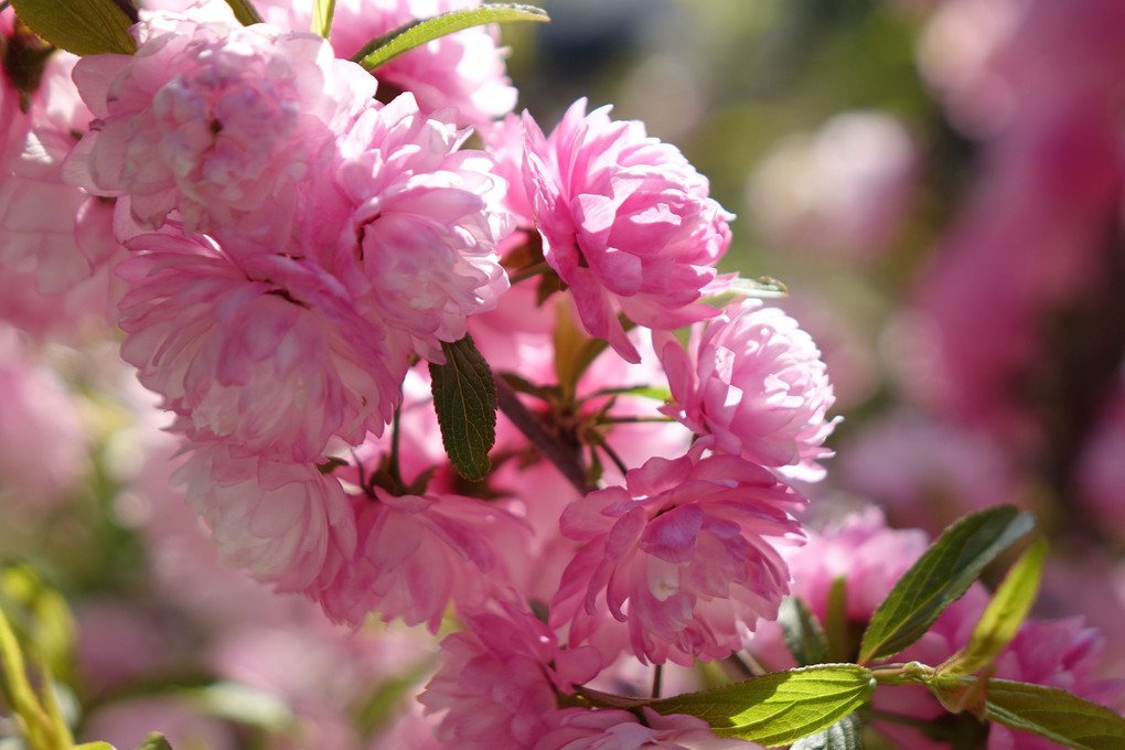 今年の花見は・・・