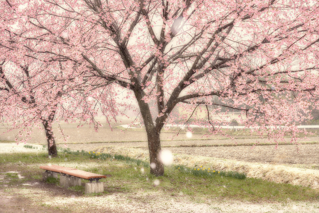桜の雪化粧