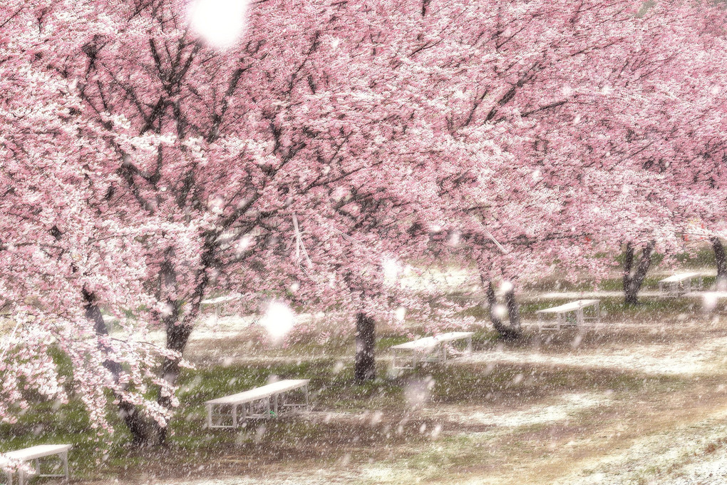 桜の雪化粧