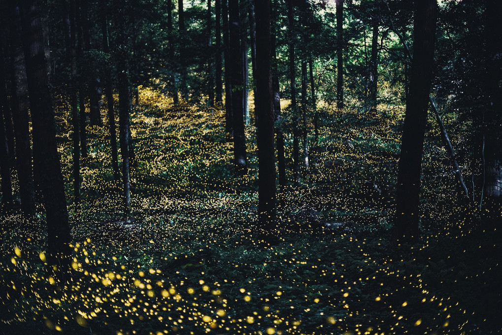 黄金色の森