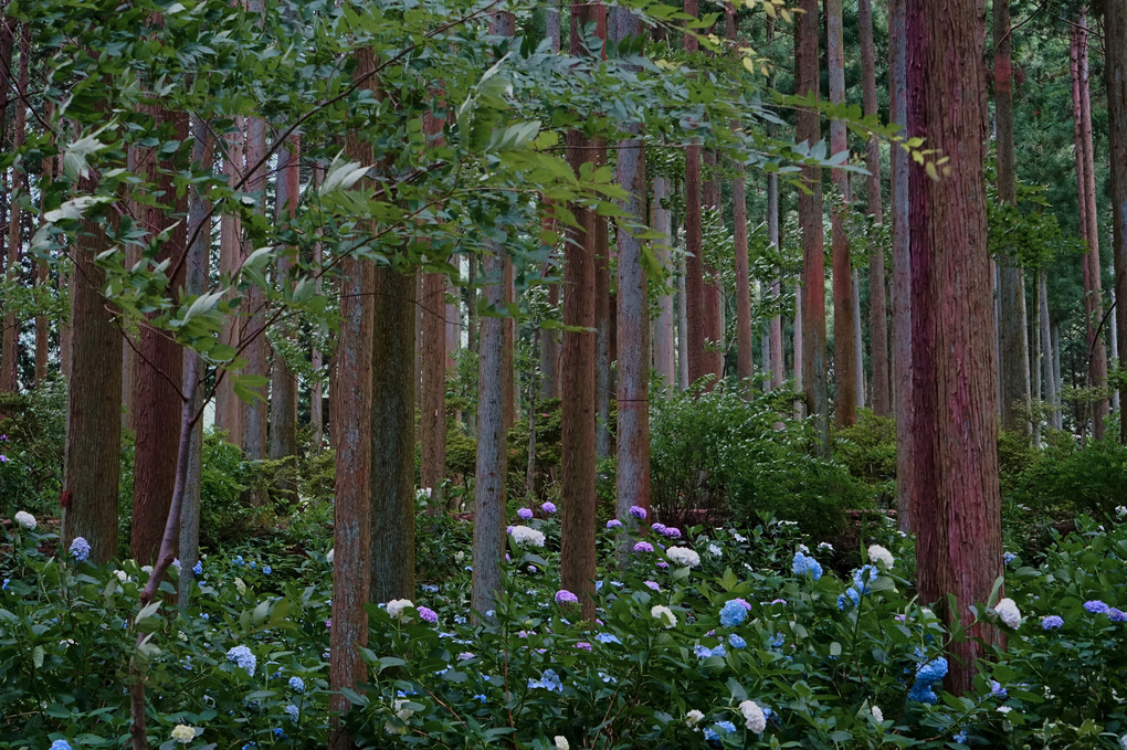 森の紫陽花