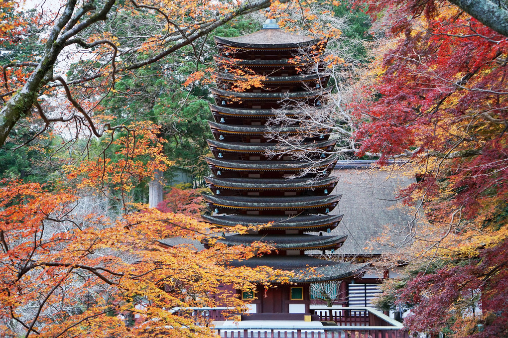 錦秋の神社