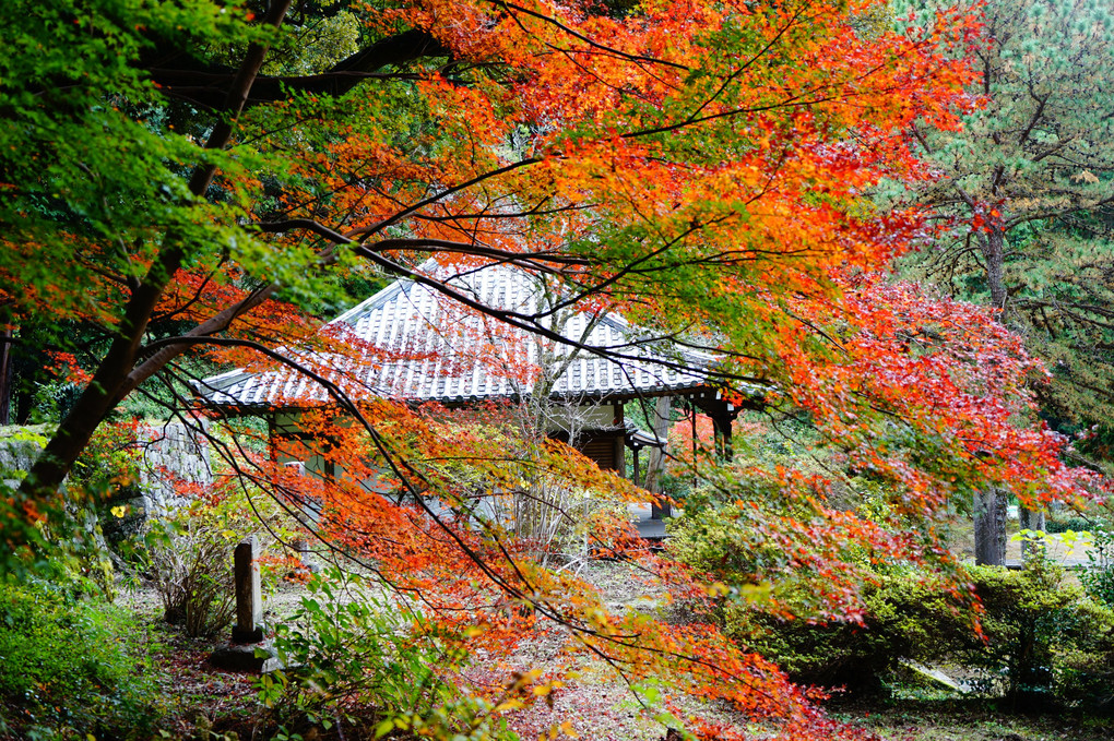 秋の弘川寺四景　