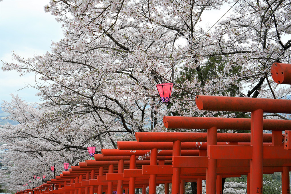 丸高稲荷神社の桜