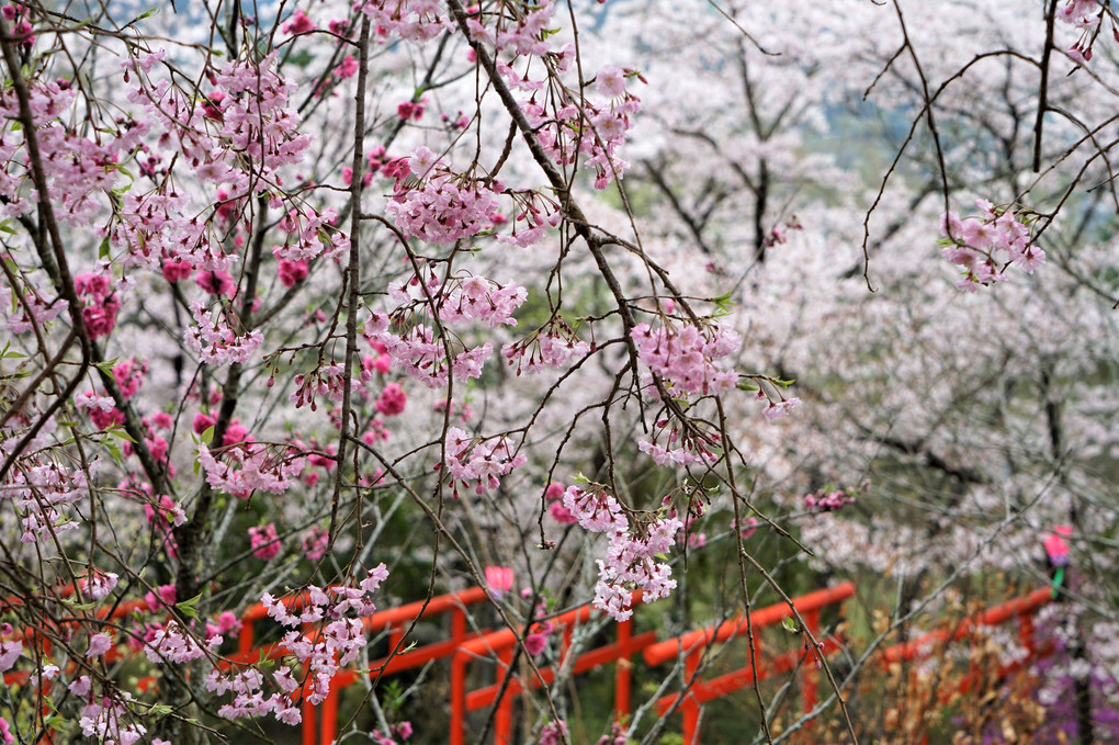 丸高稲荷神社の桜