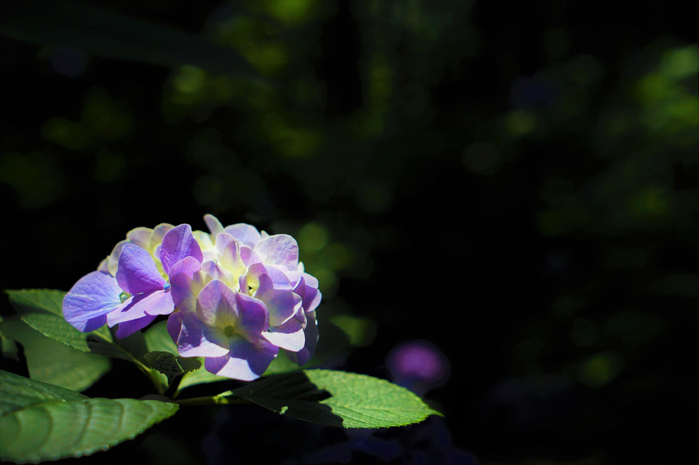 木漏れ日の紫陽花