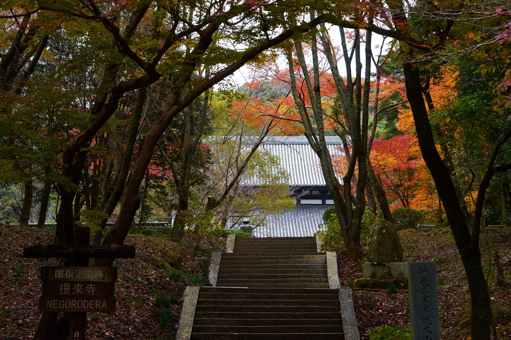 秋の根来寺散歩