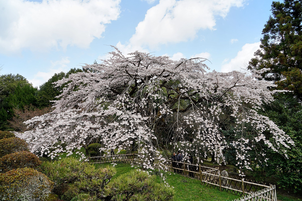九品寺の枝垂れ桜