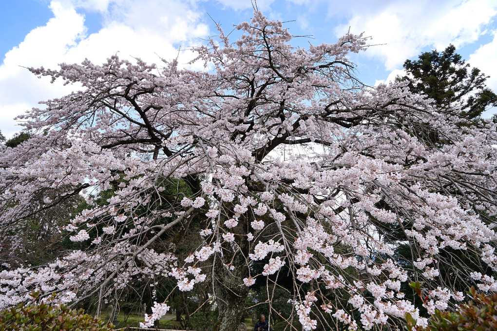 九品寺の枝垂れ桜