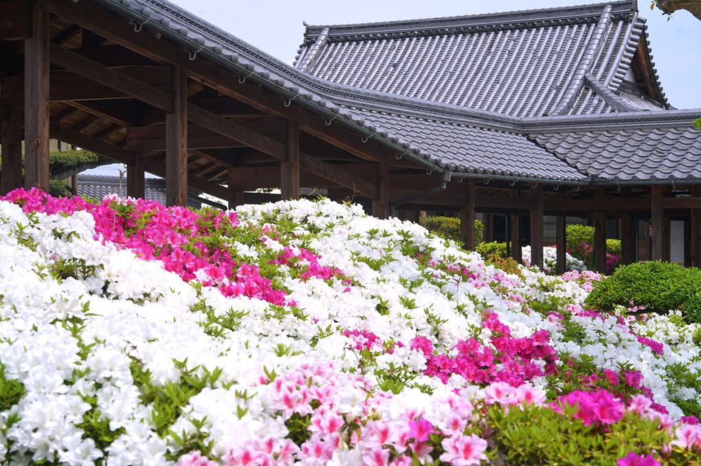 皐月の法雲禅寺