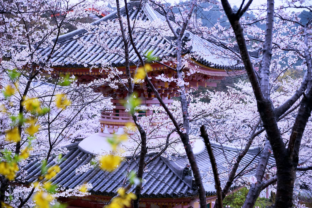 春の壺阪寺　
