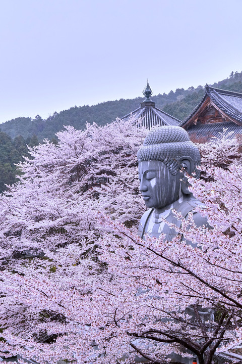 春の壺阪寺　
