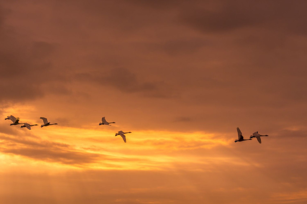 夕焼けに飛ぶ白鳥