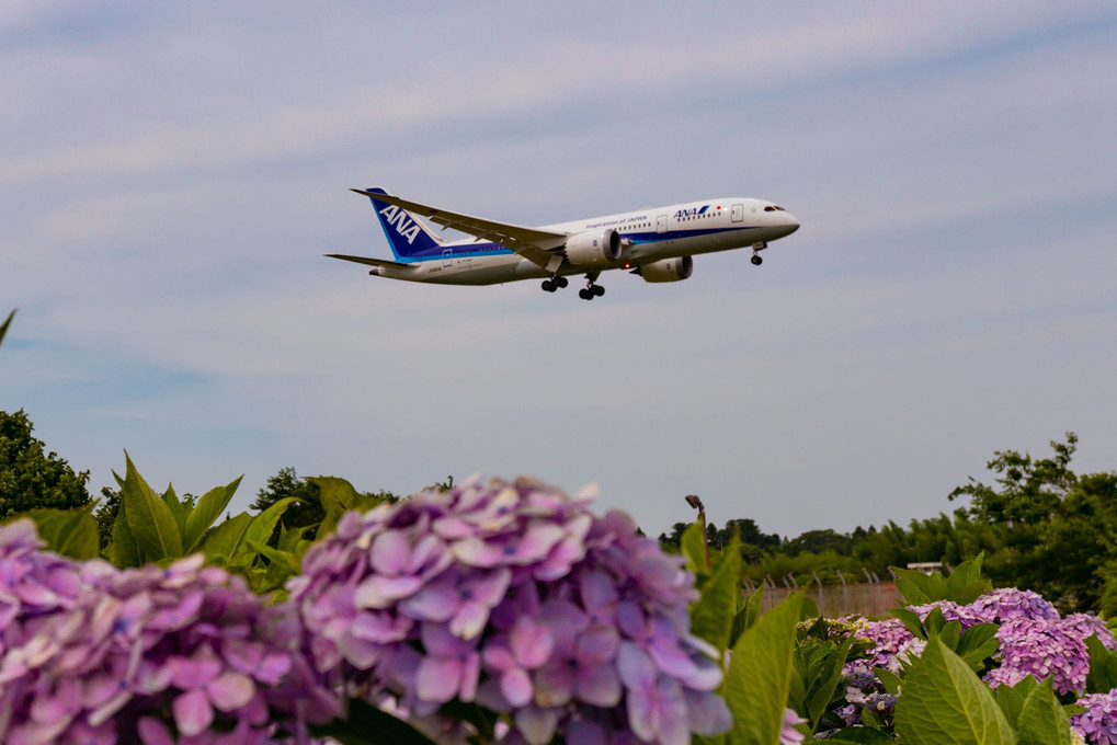 飛行機と紫陽花