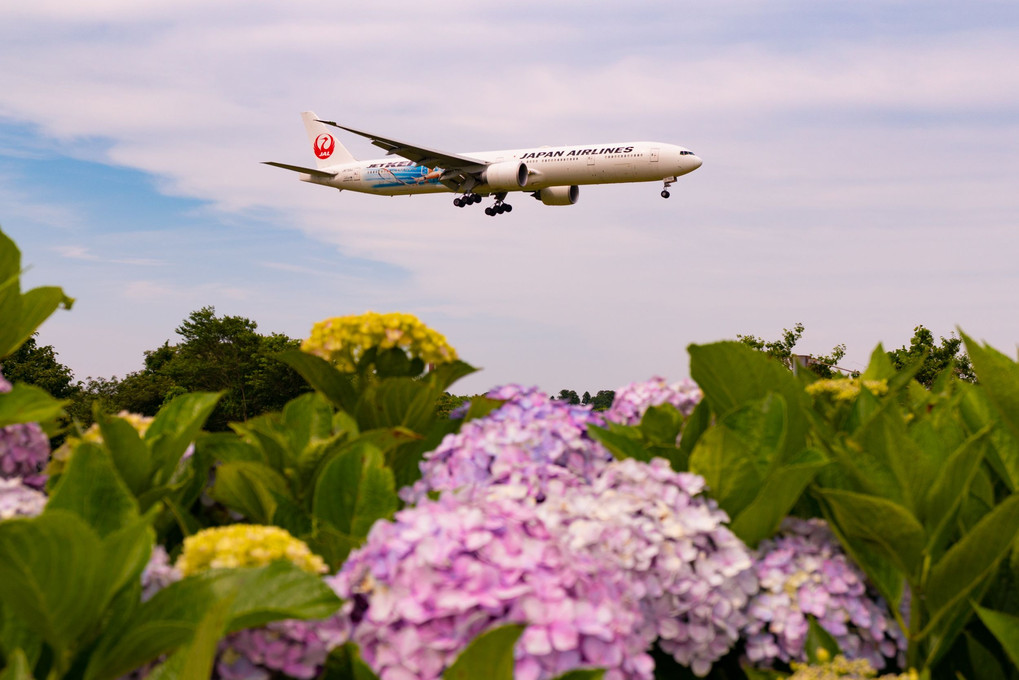 飛行機と紫陽花