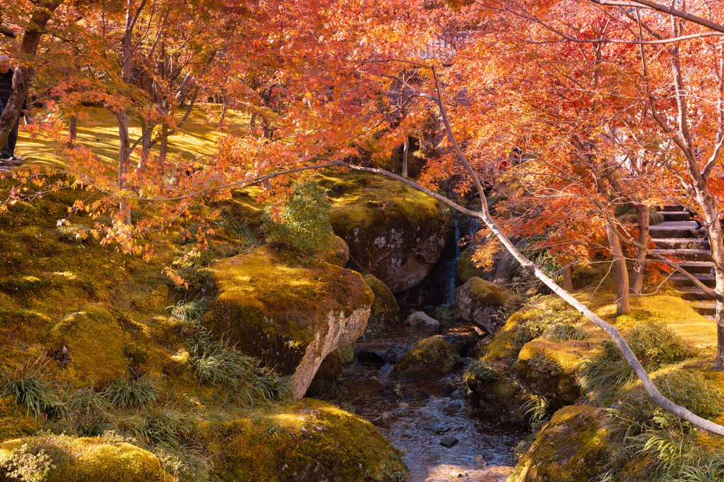 箱根美術館の苔と紅葉