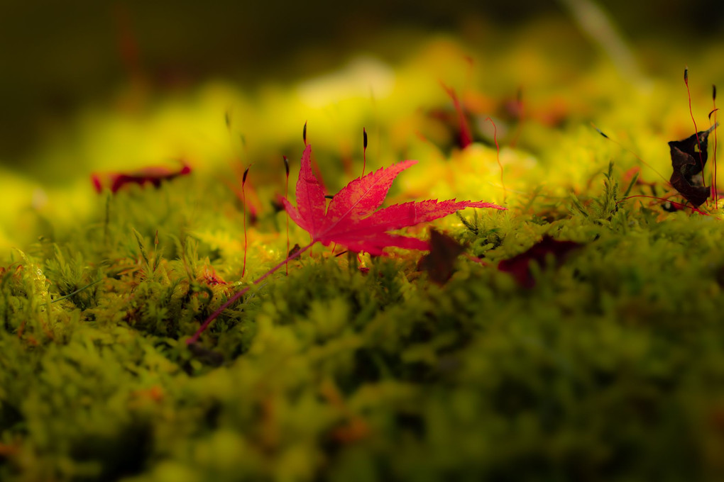 箱根美術館の苔と紅葉