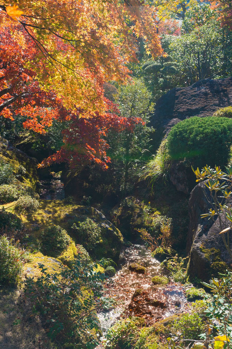 箱根美術館の苔と紅葉