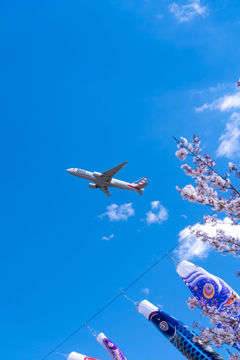 成田空港　さくらの山